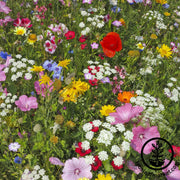 Wildflower Seeds - Hummingbird & Butterfly Pollinator Mix