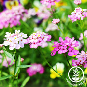 Iberis (Candytuft) Seeds - Empress Mixture