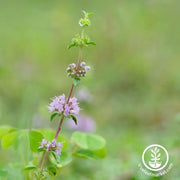 Mint Seeds - Pennyroyal