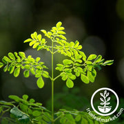 Moringa Seeds