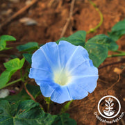 Morning Glory Seeds - Heavenly Blue