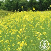 Mighty Mustard® Pacific Gold - Cover Crop Seeds