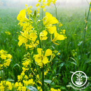 Mighty Mustard® Trifecta Power Blend - Cover Crop Seeds