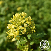 Mighty Mustard® White Gold - Cover Crop Seeds