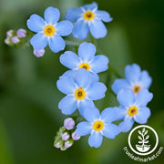 Myosotis Compindi (Forget-Me-Not) Seeds