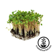 Buckwheat (Organic) - Microgreens Seeds