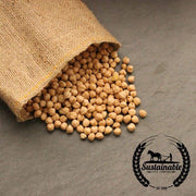 Garbanzo Bean Seeds - Organic