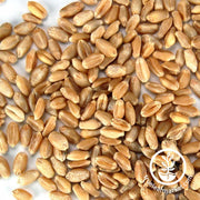 Hard White Wheat (Organic) - Bulk Grains & Foods