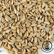 Oat Groats (Organic) - Bulk Grains & Foods