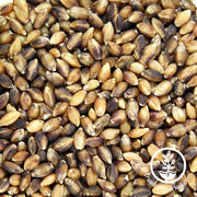 Barley - Purple (Organic) - Sprouting Seeds