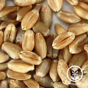 Soft White Wheat (Organic) - Bulk Grains & Foods