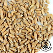 Spelt (Organic) - Bulk Grains & Foods