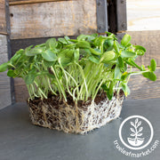 Sunflower Microgreens Seeds - Organic