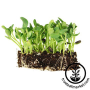 Sunflower - Black Oil (Organic) - Microgreens Seeds