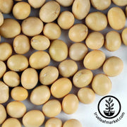 Yellow Soybeans (Organic) - Bulk Grains & Foods