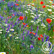 Wildflower Seeds - Partial Shade Mix
