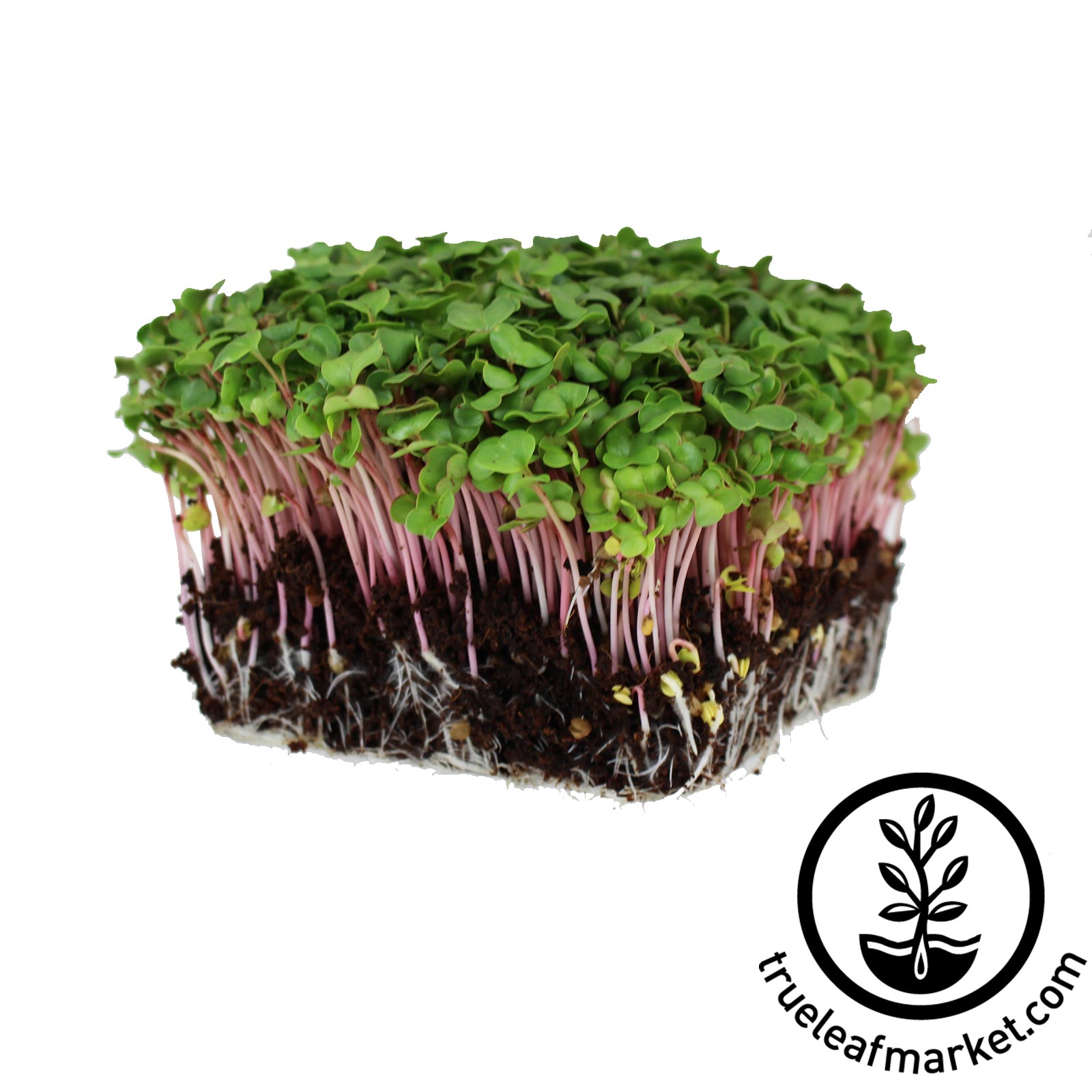 Pousse Rouge Radish - Red Stem - Microgreens Seeds