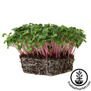 Radish - Triton Purple - Microgreens Seeds