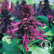 Salvia Seeds - Sizzler Series