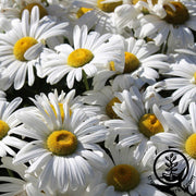 Shasta Daisy Seeds - Alaska