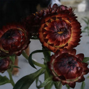 Strawflower Seeds - Tall Double Mix