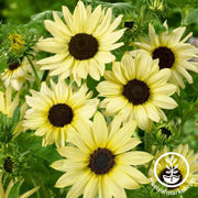 Sunflower Seeds - Italian White