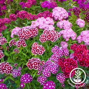 Sweet William Seeds - Double Mixture