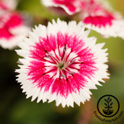 Sweet William Seeds - Wee Willie