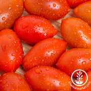 Tomato Seeds - Cherry - Sugary Hybrid
