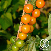 Tomato Seeds - Cherry - Sungold Hybrid