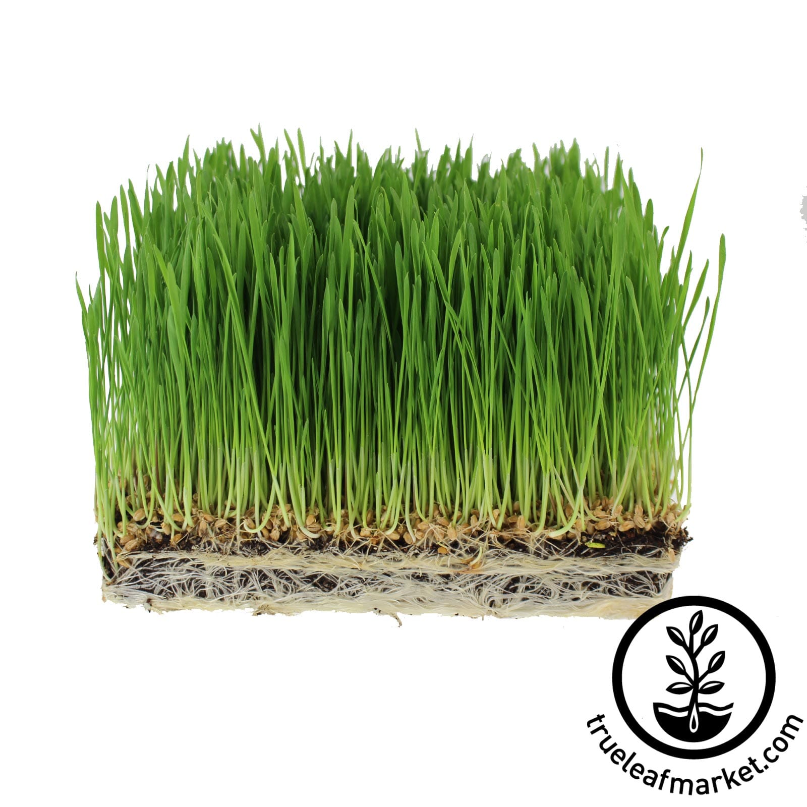 spring wheat seeds for planting Wholesale Hard Red Spring Wheat Cover Crop Seed