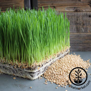 Hard Red Spring Wheat - Organic - Cover Crop Seeds