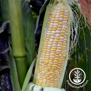 Corn Seeds - Sweet - Serendipity Hybrid