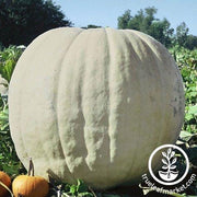 Pumpkin Seeds - Show Winner