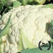 Cauliflower Seeds - Snowball Y Improved - Organic