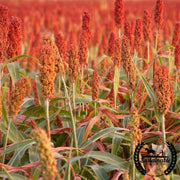 Sorghum Seeds - Rox Orange Syrup Cane