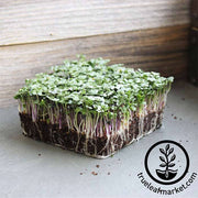 Spicy Salad Mix - Microgreens Seeds