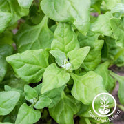 Spinach Seeds - New Zealand