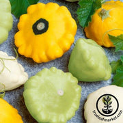 Squash Seeds - Summer - Scallop Mixed Colors Hybrid