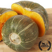 Squash Seeds - Winter - Burgess Buttercup - Organic