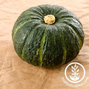 Squash Seeds - Italian - Zucca de Lungo Verde