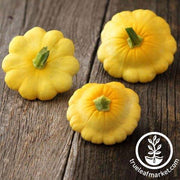 Squash Seeds - Scallop Yellow Bush Seed