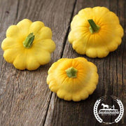 Squash Seeds - Scallop Yellow Bush (Organic)