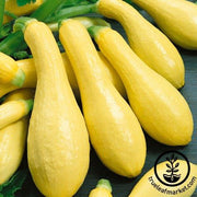 Squash Seeds - Summer - Amberpic F1