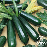 Squash Seeds - Summer - Black Coral Zucchini F1