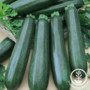 Squash Seeds - Summer - Garden Spineless Zucchini F1