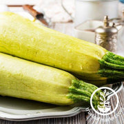 Squash Seeds - Summer - Lebanese White Bush