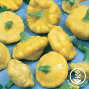 Squash Seeds - Summer - Sunbeam F1