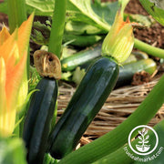 Squash Seeds - Summer - Zucchini Black Beauty (Organic)