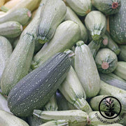 Squash Seeds - Summer - Zucchini Grey